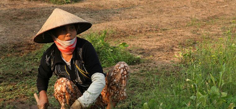 Woman working in the field in Vietnam