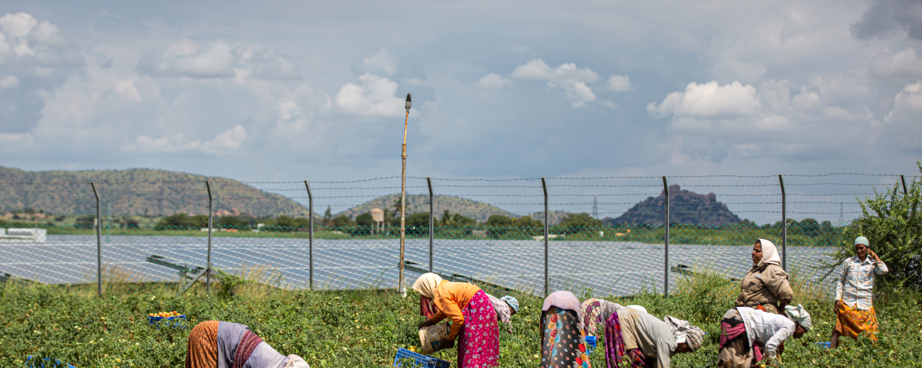 People working in a green field with solar panels in the background