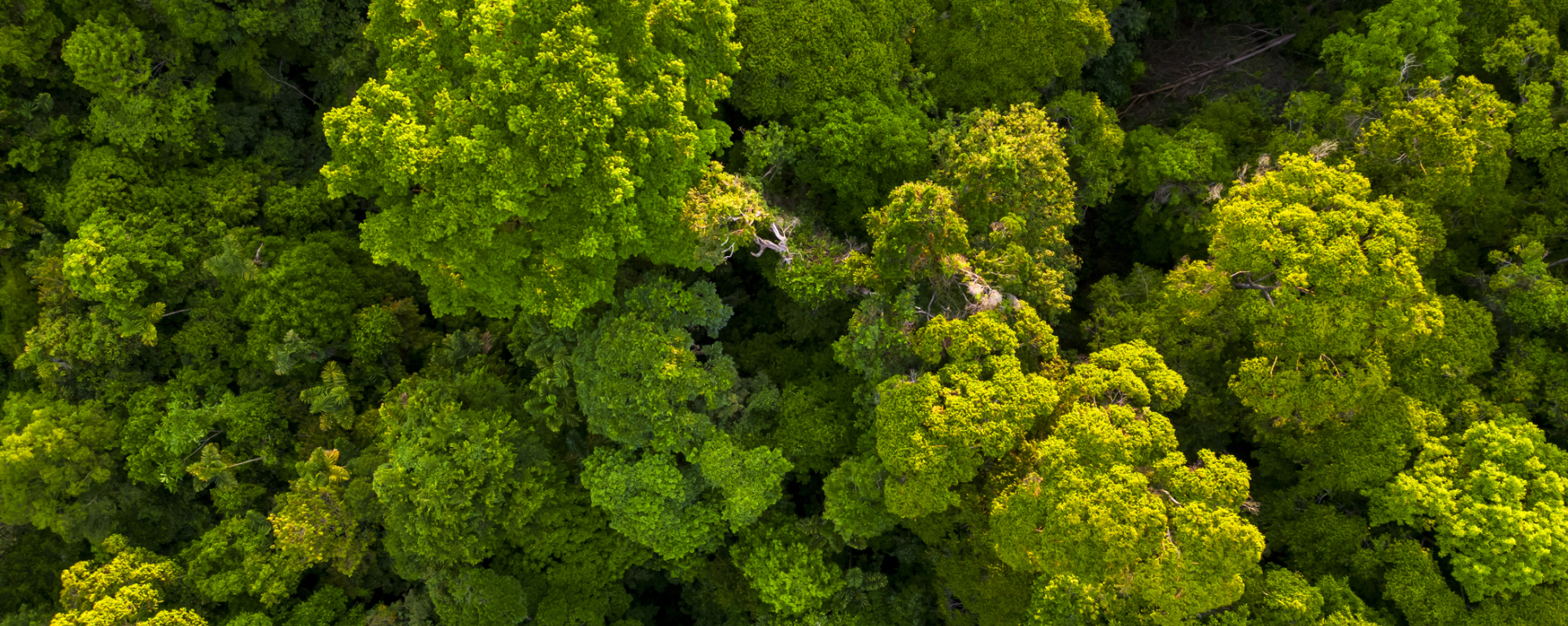 Aerial view over a forest