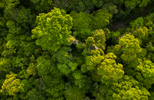 Aerial view over a forest