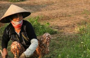 Tracking SDG 7: The Energy Progress Report 2020 Woman working in the field in Vietnam